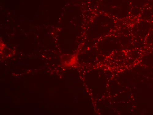 VGLUT1 Polyclonal rabbit purified antibody - image 1